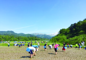 「糸魚川農村体験」での田植えの様子