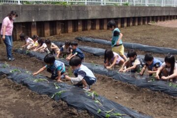 【ASF №59】聖学院みどり幼稚園ー サツマイモの苗植え ー