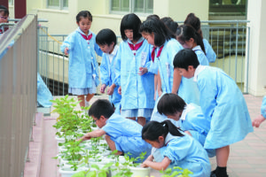 聖学院小学校のアサガオの栽培の授業。みんな愛情を込めてアサガオを育てているので、細かな変化にも自然と目がいきます。［2019年撮影］