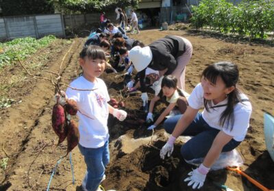 年長組のお芋掘り。こんなお芋が出てきたよ！